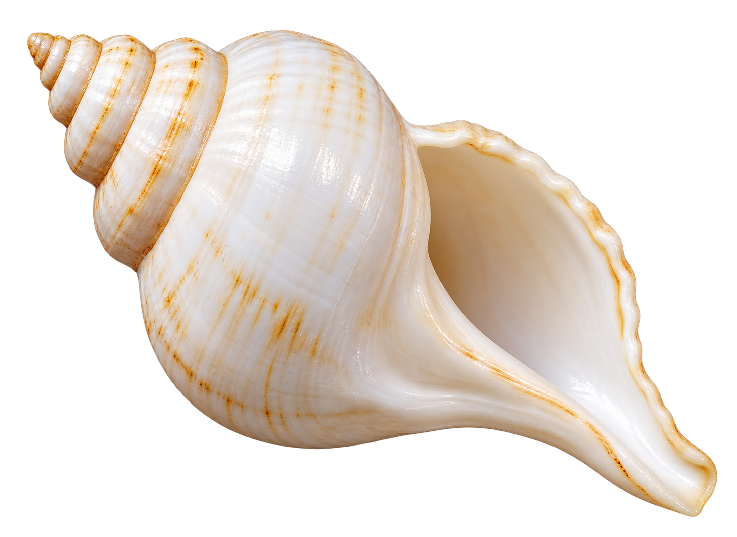 Sacred Shankha